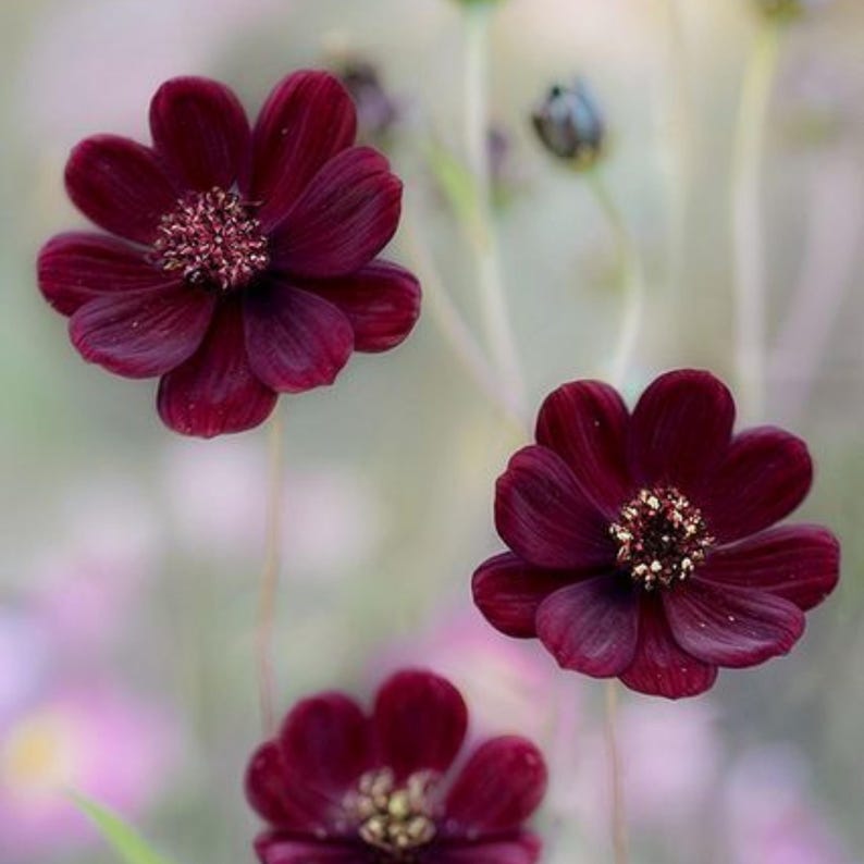 May include: Three deep burgundy chocolate cosmos flowers with velvety petals and prominent, textured centers. Each flower features a circular arrangement of dark red petals surrounding a dense, granular, and lighter-toned central disk.