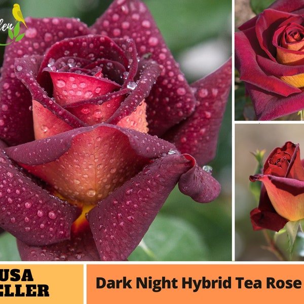 30 Rare Seeds| Black Night Hybrid Tea Rose Seeds- Perennial -Authentic Seeds-Flowers -Organic. Non GMO -Mix Seeds for Plant-B3G1#A127.