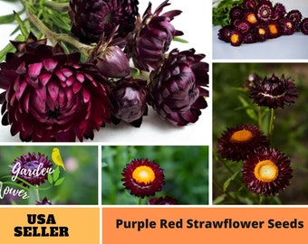 Purple Red StrawSeeds - Perennial -Authentic Seeds-Flowers -Organic. Non GMO -Vegetable Seeds-Mix Seeds for Plant-B3G1 #K003.