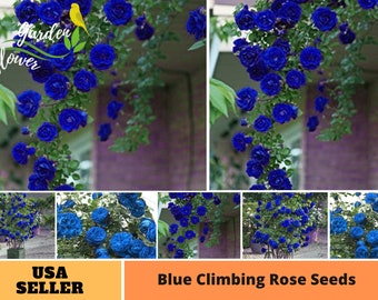 25+ Rare Seeds| Blue Climbing Rose Seeds-Perennial -Authentic Seeds-Flowers -Organic. Non GMO -Mix Seeds for Plant-B3G1 #A112.