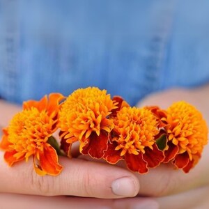 May include: Close-up of vibrant orange marigold flowers with deep red petals. The flowers are held in a hand against a soft blue background. The image highlights the bright colors and intricate details of the blooms.