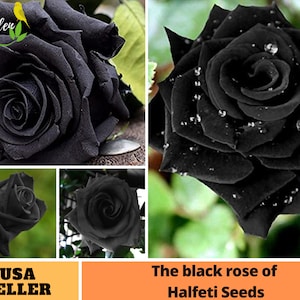 25+ Rare Seeds| Black Rose Seeds -Perennial -Authentic Seeds-Flowers -Organic. Non GMO -Vegetable Seeds-Mix Seeds for Plant-B3G1 #A052.