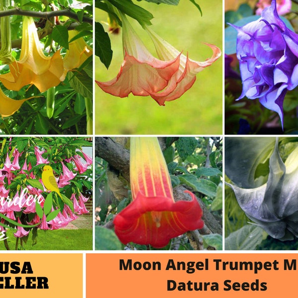 25+ Seeds| Mix - Moon Angel Trumpet Datura Seeds-Perennial -Authentic Seeds-Flowers -Organic. Non GMO -Mix Seeds for Plant-B3G1#G007