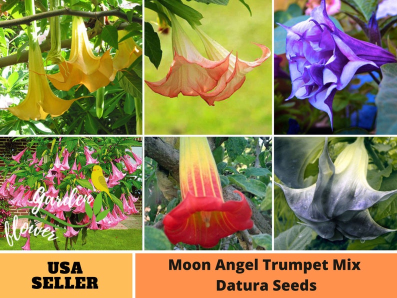 Plus de 25 graines Mélange Graines Moon Angel Trumpet Datura Vivace Graines authentiques Fleurs Biologique. Mélange de graines pour plantes sans OGM-B3G1G007 image 1