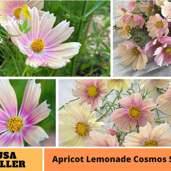 50+ Seeds| Pink Apricot Lemonade Cosmos Seeds -Perennial -Authentic Seeds-Flowers -Organic -Vegetable Seeds-Mix Seeds for Plant-B3G1#L006.