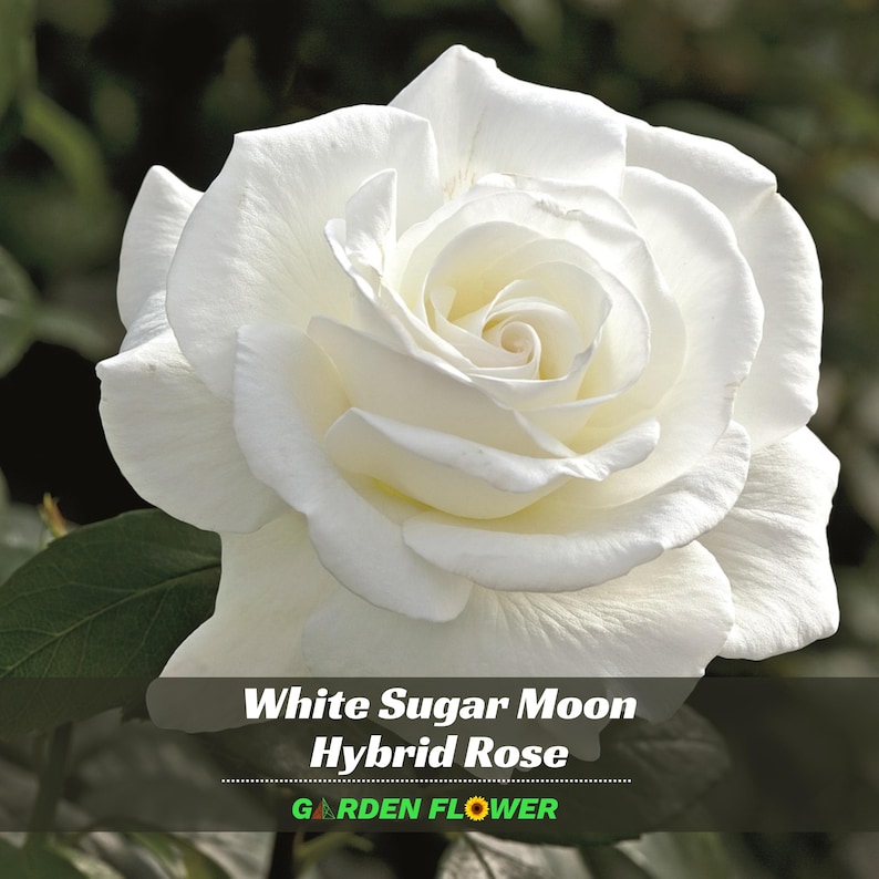 GardenFlowerSeed Sugar Moon Rose Seeds - Thumbnail 3