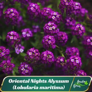 Oriental Nights Alyssum (Lobularia maritima) Seeds - Cold Resistant - Open-Pollinating - Drought Tolerant - Plant in Early Spring #309
