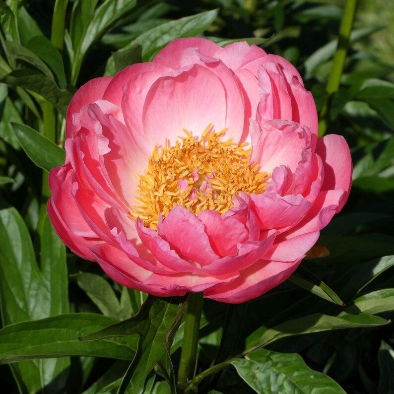 GardenFlowerSeed Peony Seeds - Thumbnail 3