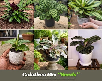 Calathea Mix Seeds - Tropical Foliage Houseplant - Beautiful Leaf Patterns - Indoor Garden Plant Variety Mix  #9219