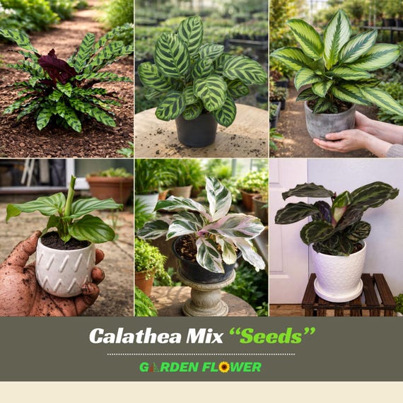 Calathea Mix Seeds - Tropical Foliage Houseplant - Beautiful Leaf Patterns - Indoor Garden Plant Variety Mix