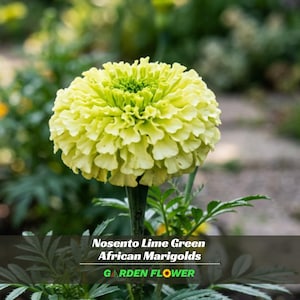 Nosento Lime Green African Marigolds Seeds - Open-Pollinating - Draft Resistant - Cold Resistant - Dwarf - Plant in Spring/After frost