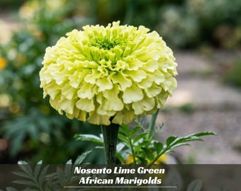 Nosento Lime Green African Marigolds Seeds - Open-Pollinating - Draft Resistant - Cold Resistant - Dwarf - Plant in Spring/After frost