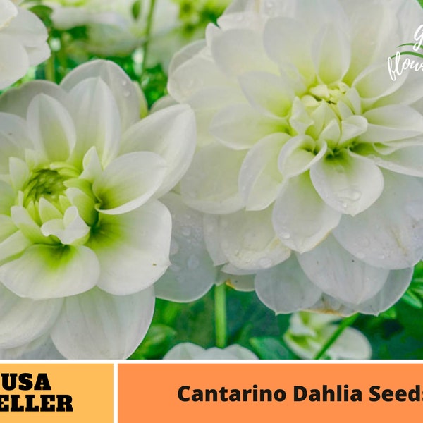 White Cantarino Dahlia Perennial Flower Seeds  -Authentic Seeds-Flowers -Organic. Non GMO -Seeds-Mix Seeds for Plant-B3G1#D083.