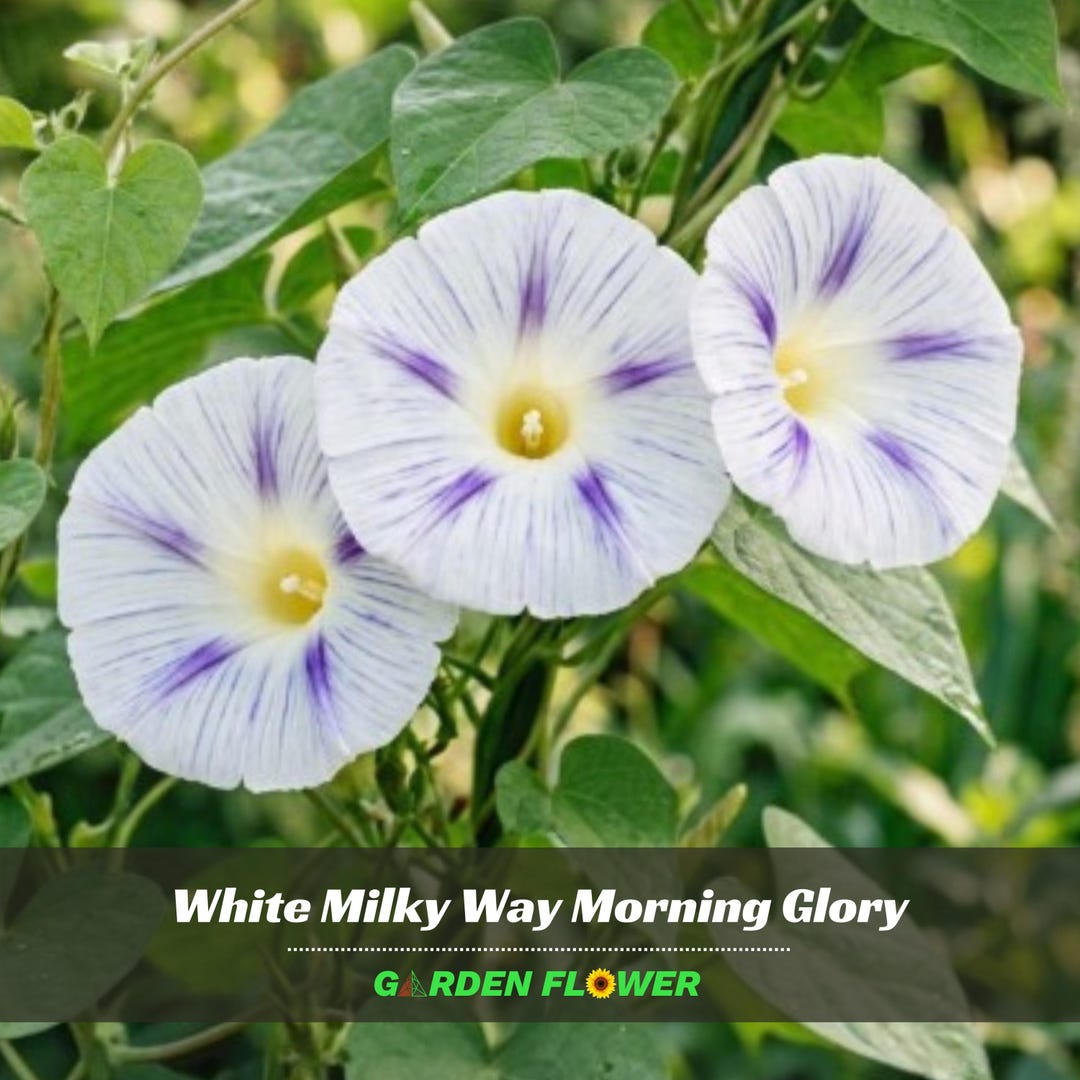 Milky Way Morning Glory - Vine Seeds - Authentic Seeds - Fast