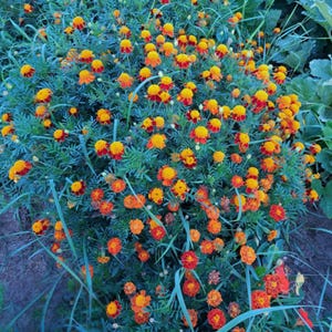 May include: A vibrant cluster of marigold flowers in full bloom. The flowers display a mix of orange, yellow, and red hues, set against a backdrop of green foliage. The image captures the natural beauty of the marigold plant.