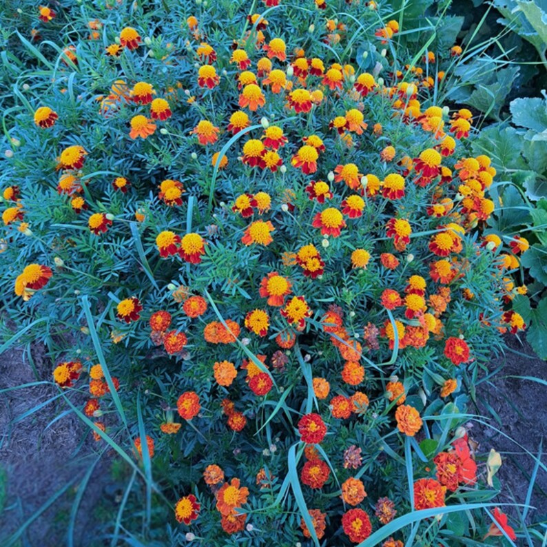 May include: A vibrant cluster of marigold flowers in full bloom. The flowers display a mix of orange, yellow, and red hues, set against a backdrop of green foliage. The image captures the natural beauty of the marigold plant.