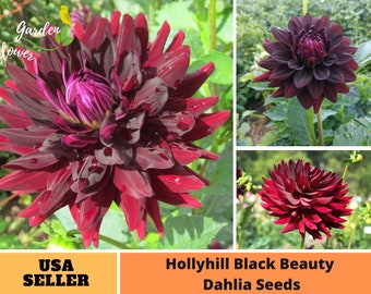 Black Red Hollyhill Black Beauty Dahlia Perennial Flower Seeds -Authentic Seeds-Flowers -Organic-Mix Seeds for Plant-B3G1#D053.