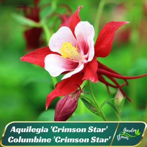 Aquilegia &#39;Crimson Star&#39; Columbine &#39;Crimson Star&#39; Seeds - Cold Resistant - Deciduous - Potted -Plant in Late Summer to Early Fall #111