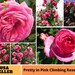 see more listings in the ROSE SEEDS section