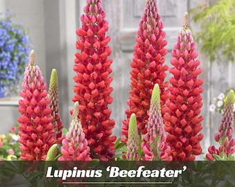 Lupinus ‘Beefeater’ (Lupine) - Authentic Seeds ~ GMO Free ~ Seeds~Flower seeds~Herbs