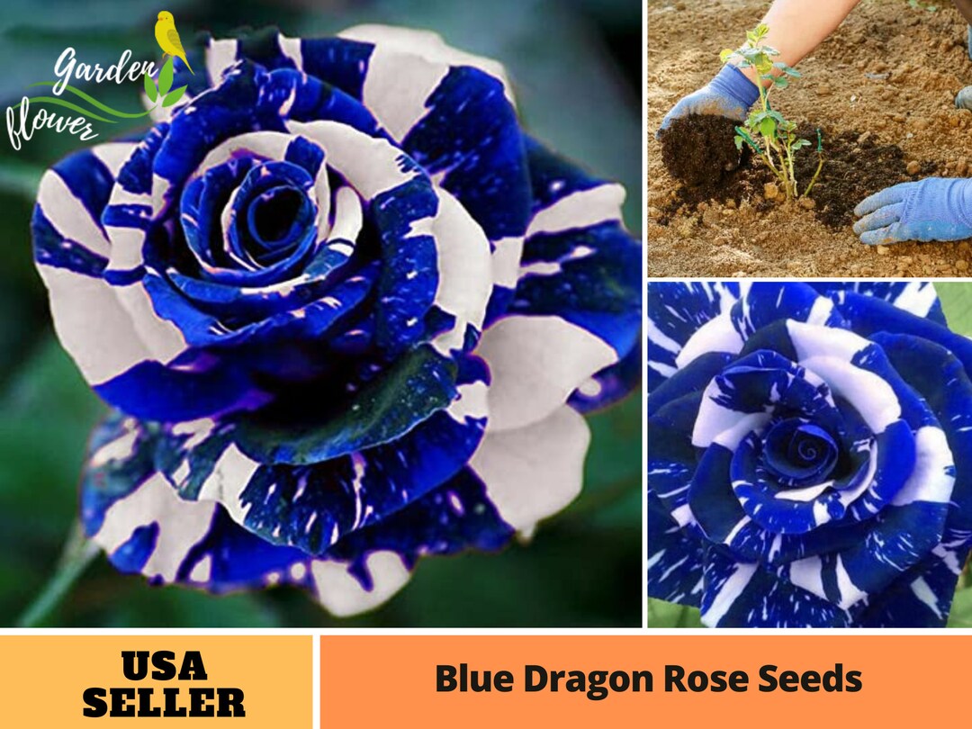 25 Rare Seed Blue Dragon Rose Seeds Perennial Authentic Seeds Rose