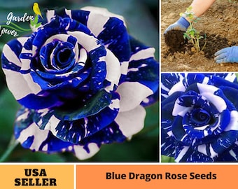 25+ graines rares| Graines de rose dragon bleu-vivaces-graines-fleurs authentiques-biologiques. Non OGM -Graines végétales-Mélange de graines pour plantes-B3G1 #1082