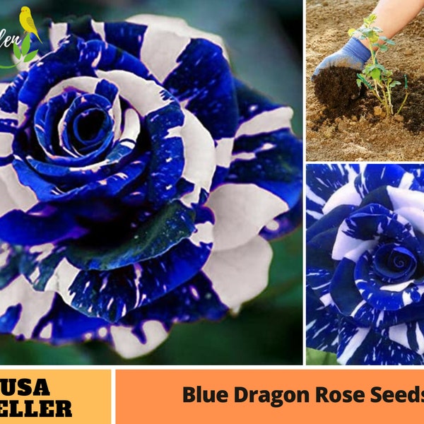 25+ Rare Seed| Blue Dragon Rose Seeds-Perennial -Authentic Seeds-Flowers -Organic. Non GMO -Vegetable Seeds-Mix Seeds for Plant-B3G1 #1082