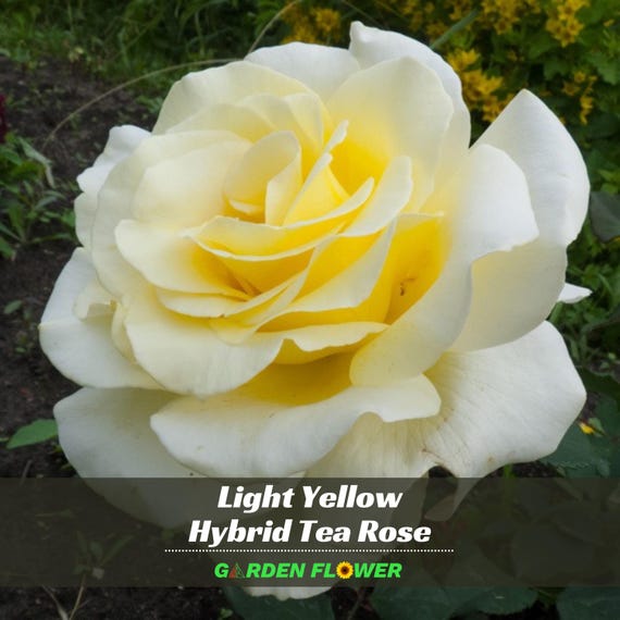 30+ Rare Seed| Light Yellow Rose Seeds - Perennial - Authentic Seeds - Rose  Flower - Late Winter to Early Spring Planting Time - #A089 - Etsy Israel