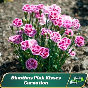 Dianthus Pink Kisses Carnations - Dianthus - Authentic Seeds - Cold Resistant - Drought Tolerant - Planting In Spring/ Fall -   #ca16