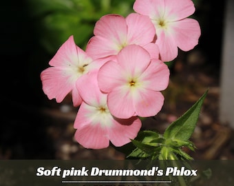 Soft pink Drummond's Phlox Seeds – Annual Garden Flower  – Friendly - Open - Pollinating - Plant in early Spring