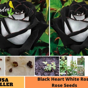 30 Rare Seeds| Black heart white rose seeds-Perennial -Authentic Seeds-Flowers -Organic. Non GMO -Mix Seeds for Plant-B3G1#A135