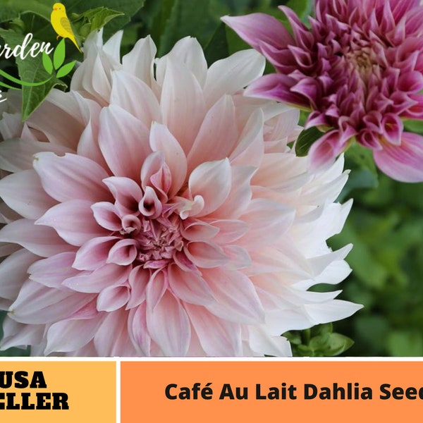 Pink Café Au Lait Dahlia Seeds- Perennial -Authentic Seeds-Flowers -Organic. Non GMO -Vegetable Seeds-Seeds for Plant-B3G1#D026.