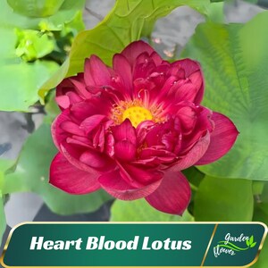 5 Heart Blood Lotus Seeds - Indian Lotus (Nelumbo Nucifera) - Perennial - Edible - Cold Resistant - Planting In Late Spring-Summer #Q011