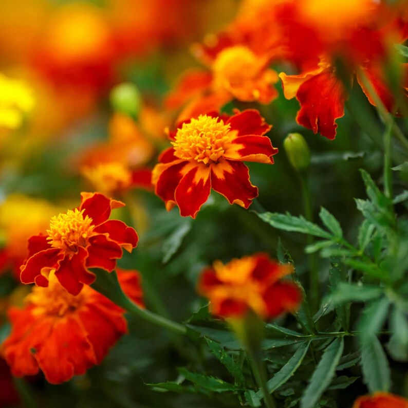 May include: Close-up of vibrant marigold flowers in full bloom. The petals are a rich red-orange with yellow centers, set against a blurred background of green foliage and other marigolds. The image captures the flowers' intricate details.