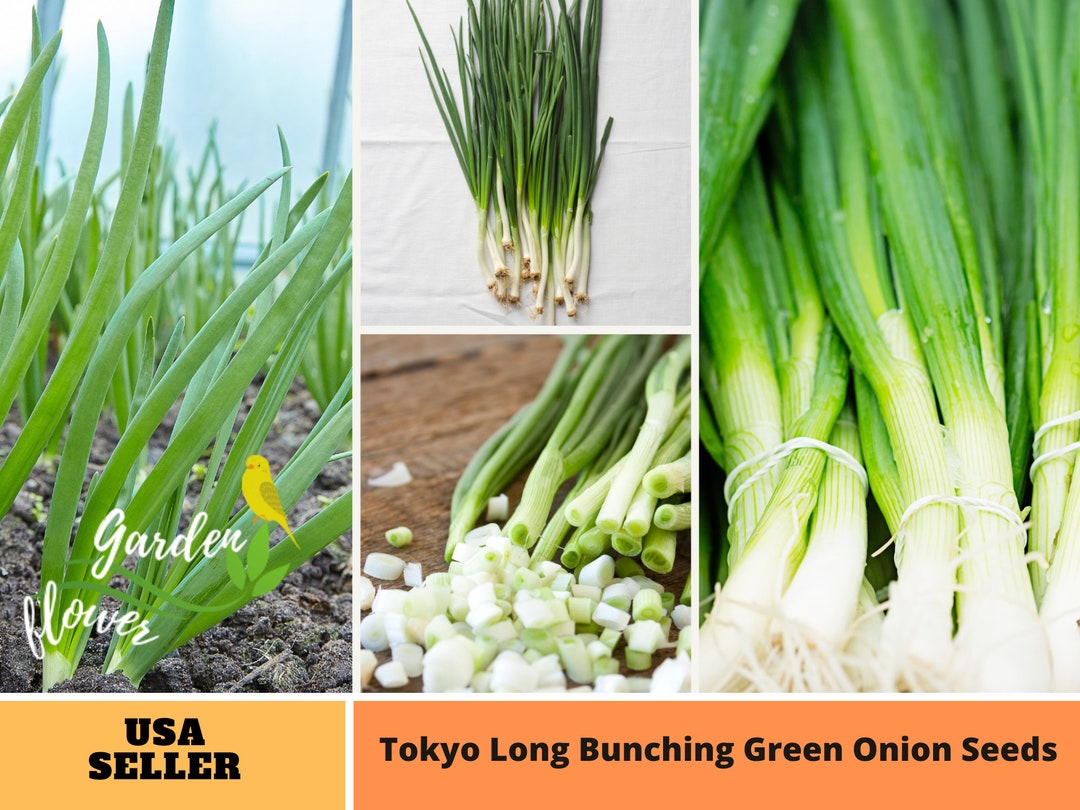 Take A Look About Green Onions Seeds