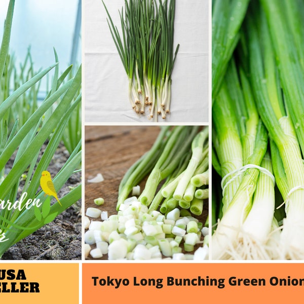 310 Seeds|Tokyo Long Bunching Green Onion Seeds-Perennial -Authentic Seeds-Flowers -Organic. Non GMO -Vegetable Seeds-B5G1#7030