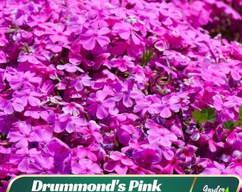 Drummond's Pink Creeping Phlox Seeds – Ground Cover Flower – Friendly - Open - Pollinating - Plant in early Spring - 25 SEEDS - new4 -93