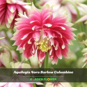 May include: Close-up of a vibrant pink and white Aquilegia Nora Barlow Columbine flower. The flower has multiple layers of petals with a yellow center. The text "Aquilegia Nora Barlow Columbine" and "Garden Flower" are displayed.