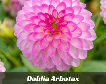 Arbatax Dahlia Perennial Seeds - Pollinator Friendly- Open Pollinated - Heirloom - Flower Seeds - Mix Seeds to Plant -