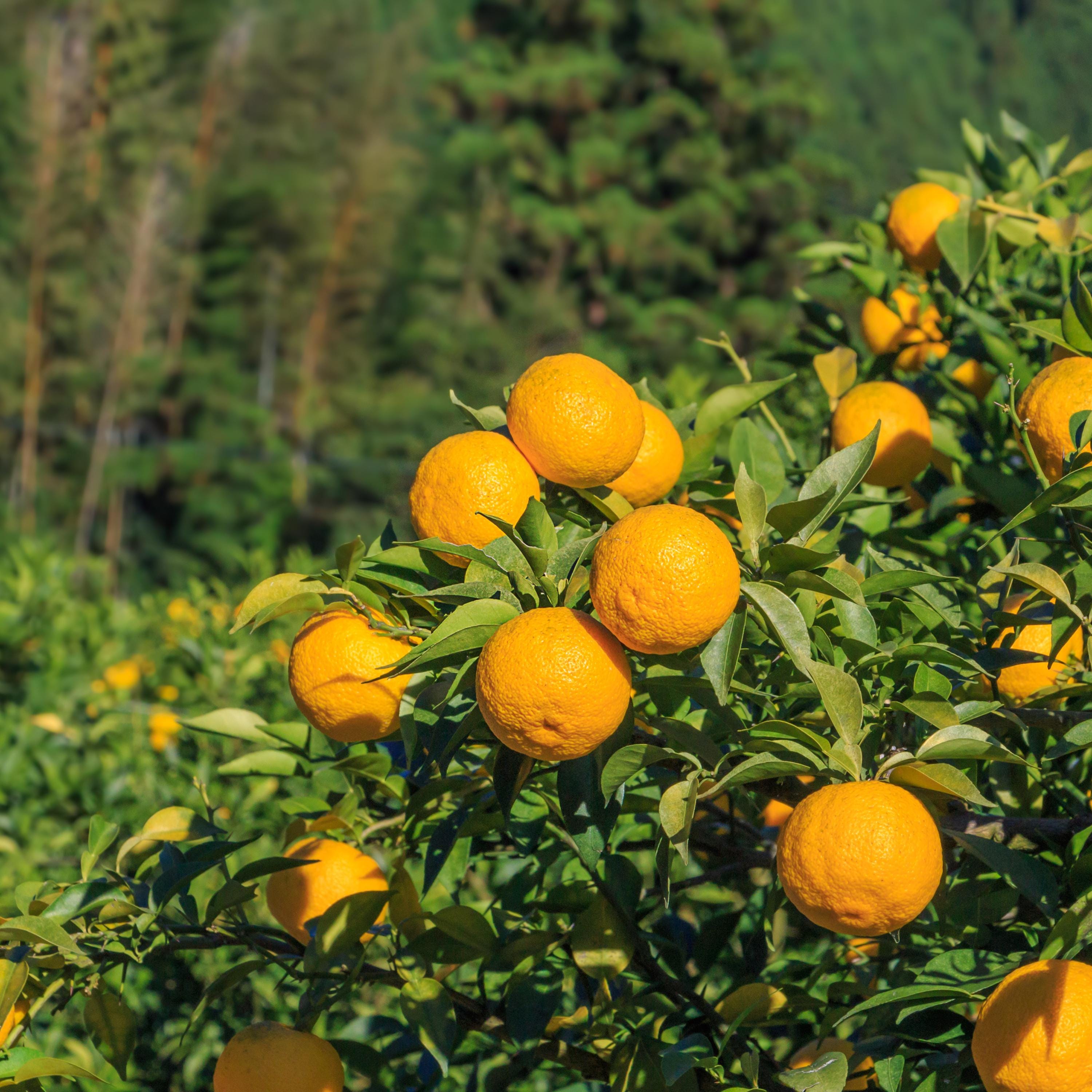 5s - Yuzu Citrus Seeds - Fragrant Lemon - Japanese Lemon