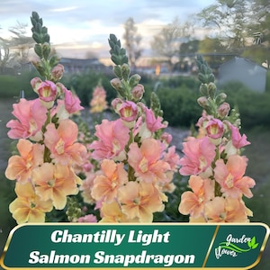 May include: Close-up of Chantilly Light Salmon Snapdragon flowers. The flowers have a mix of pink and peach colors. The image includes the text "Chantilly Light Salmon Snapdragon" and the "Garden Flower" logo.
