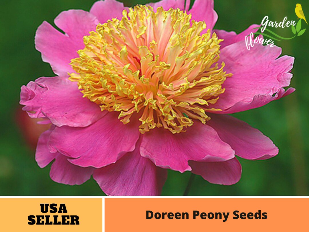 10+ Rare Seeds| Peter Brand Peony Seeds #B015