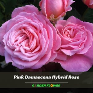 Damask Rose Live Plant - Etsy