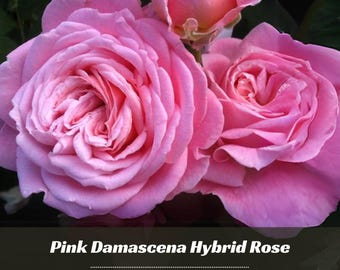 30 Damascena Rose Hybrid Rose Seeds - Perennial - Authentic Seeds - Late Winter To Early Spring Planting Time -   #A125