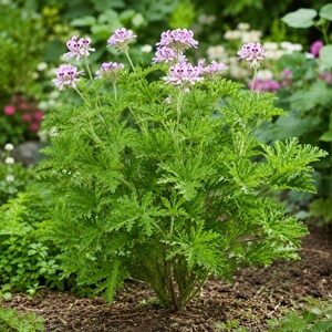 May include: A scented geranium plant featuring deeply lobed, bright green foliage and clusters of delicate, pale pink flowers with darker purple-maroon markings on the upper petals, growing upright from the dark soil in a garden setting.