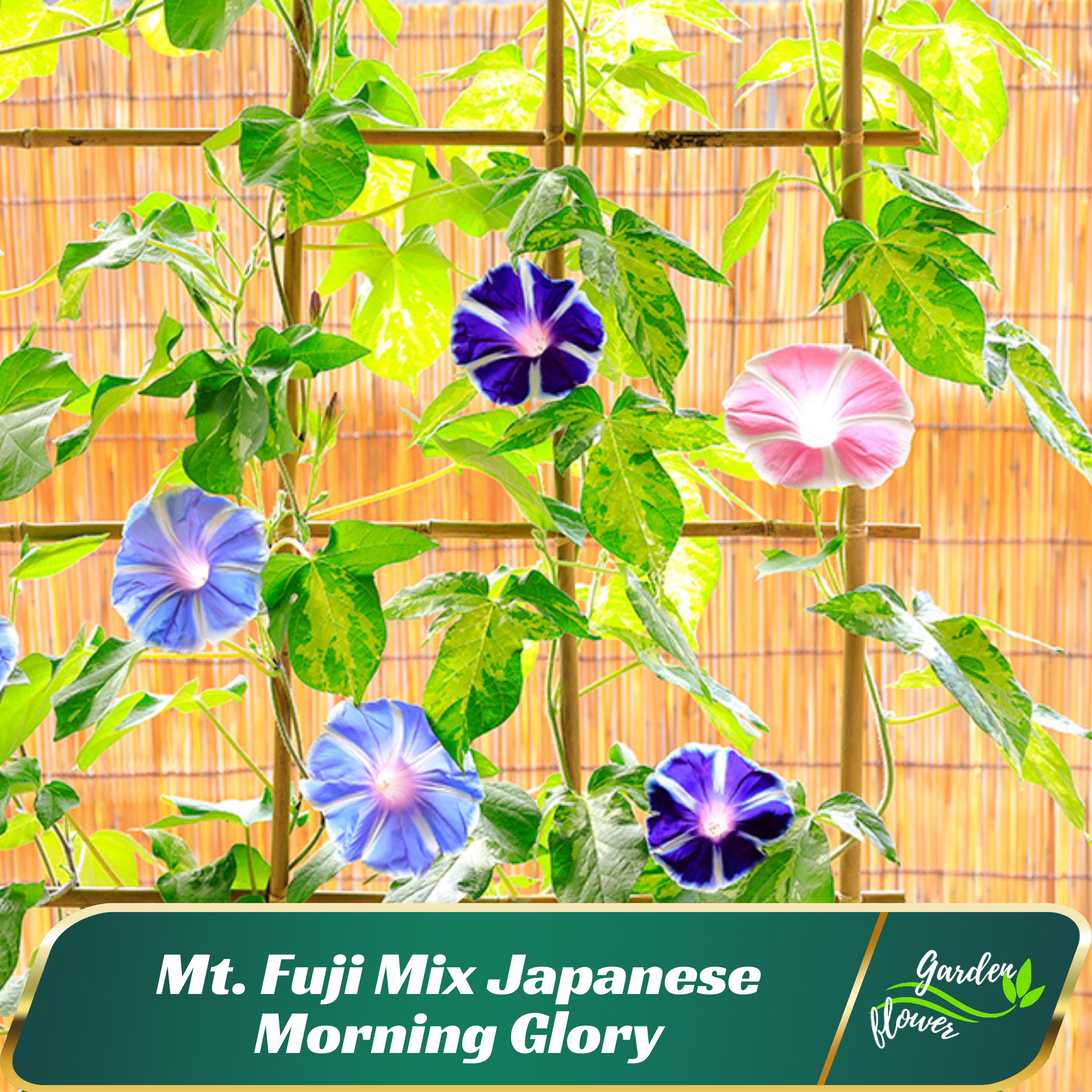 Mt. Fuji Mix Japanese Morning Glory - Vine Seeds - Authentic Seeds