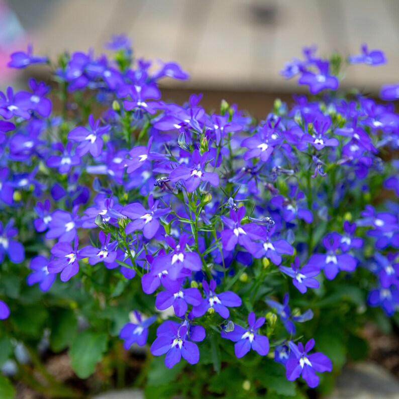 Regatta Midnight Blue Lobelia erinus Seeds – Seeds for Hanging Baskets - Friendly-Open-Plant in early Spring 画像 15