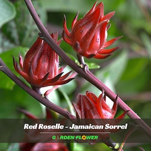May include: Close-up of vibrant red Roselle flowers, also known as Jamaican Sorrel, blooming on dark burgundy stems. The image features the text "Red Roselle - Jamaican Sorrel" and the words "GARDEN FLOWER". The background is a soft green.