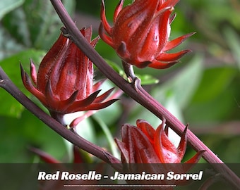May include: Close-up of vibrant red Roselle flowers, also known as Jamaican Sorrel, blooming on dark burgundy stems. The image features the text "Red Roselle - Jamaican Sorrel" and the words "GARDEN FLOWER". The background is a soft green.
