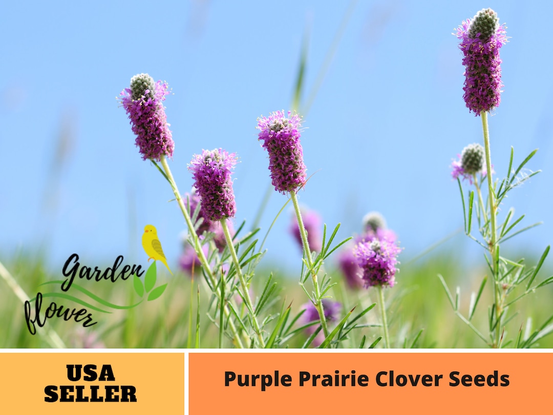 Purple Clover Seeds Perennial Authentic Seeds Air Purifying Clumping Easy to Grow Planting in
